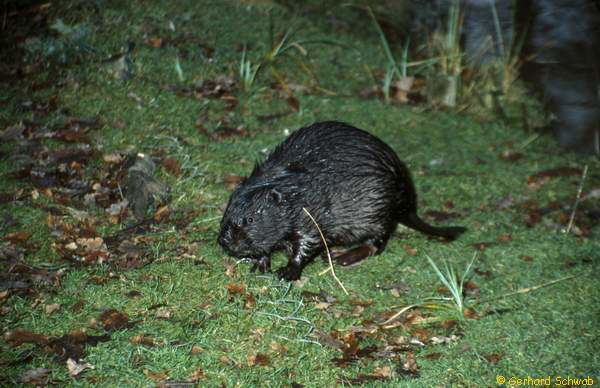 Schwarzer Biber 1_600