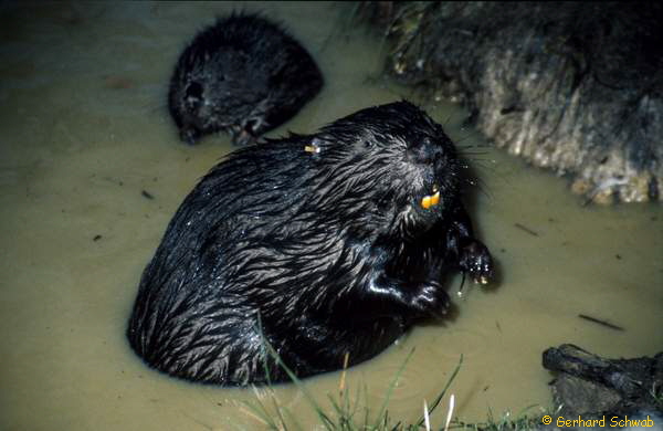 Schwarzer Biber 2_600