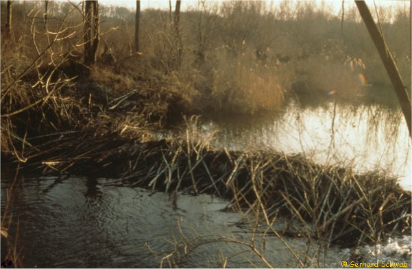 Biberdamm1