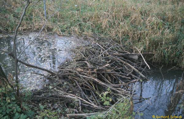 Biberdamm10_600