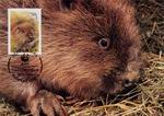 Biberpostkarte Weissrussland WWF 2_TN
